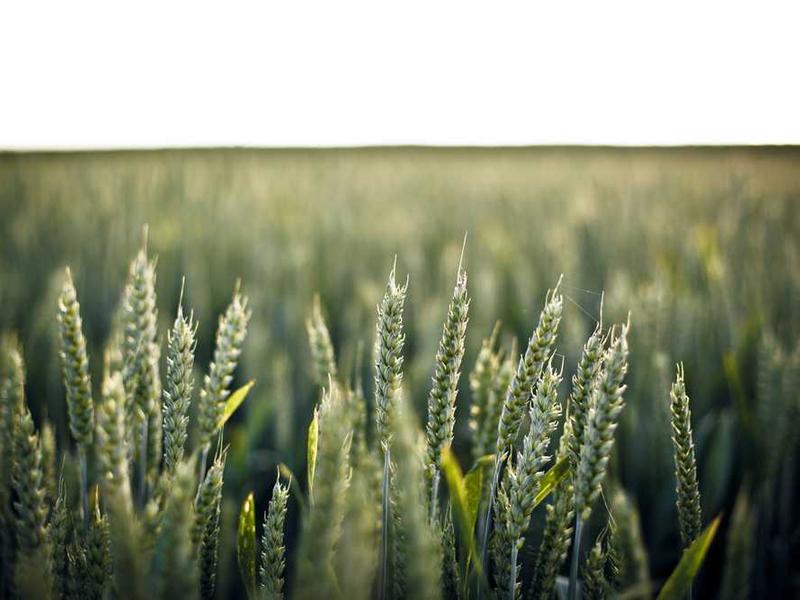 Pliers Rack - Image 3